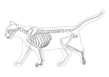 Kedi iskeleti veteriner PNG illüstrasyonu, kedi osteolojisi, kemikler