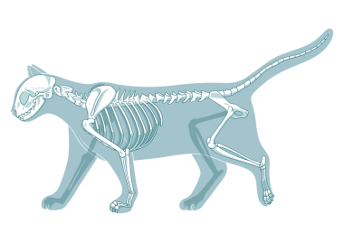 Kedi iskeleti veteriner PNG illüstrasyonu, kedi osteolojisi, kemikler