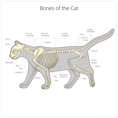 Kedi iskeleti veteriner PNG illüstrasyonu, kedi osteolojisi, kemikler