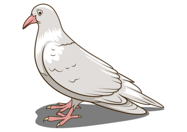 Güvercin kuşları eğitme oyunu PNG