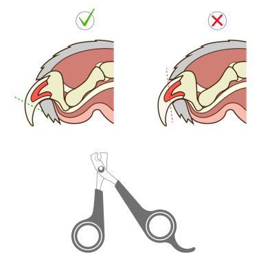 Kedi tırnağı nasıl kesilir? Veterinerlik eğitimi PNG