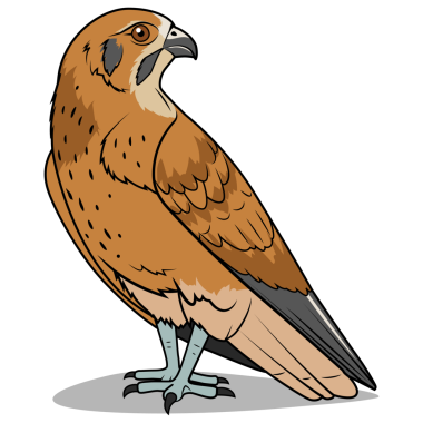 Falcon kuş, kuşları eğitme oyunu PNG