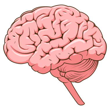 İnsan beyninin yapısı şematik PNG