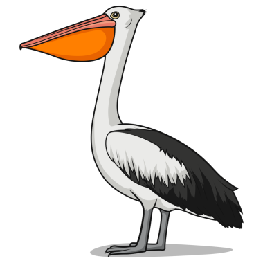 Pelikan kuşu kuşları eğitici PNG oyunu öğreniyor