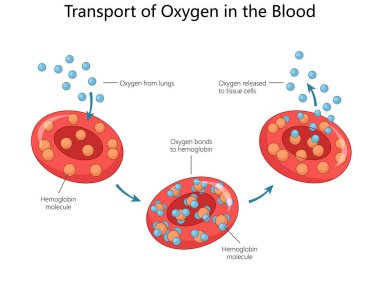 Kandaki oksijen transferi, kırmızı kan hücrelerini, hemoglobin moleküllerini, akciğerlerden oksijen alımını ve el yapımı raster çizimi dokulara salınımını gösteriyor. Tıp Bilimi Eğitimi