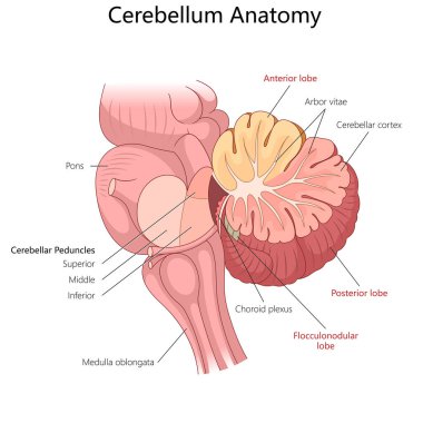 Beyincik, kulak memeleri, arbor vitae, beyincik korteksi, pedallar, pons ve medulla oblongata anatomik çalışma diyagramı el yapımı raster çizimi. Tıp Bilimi Eğitimi