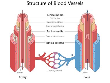 Damarlar, damarlar, tunica katmanları ve damarlar arasındaki anatomik diyagramda el çizimi şematik vektör üzerinden kan akışı yönü arasındaki yapısal farklar. Tıp bilimi eğitimsel illüstrasyon