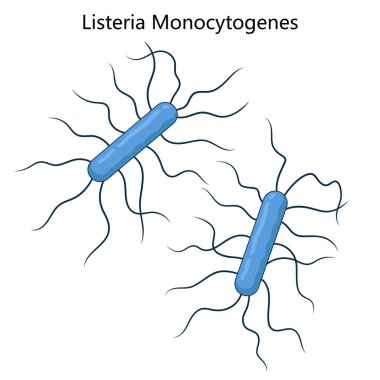 Listeria monositogenes bakterisi, listeriozdan sorumlu, çubuk şeklini ve flagella diyagramını gösteren, elle çizilmiş şematik vektör çiziminden sorumlu bir patojen. Tıp Bilimi Eğitimi