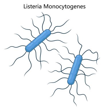 Listeria monositogenes bakterisi, listeriozdan sorumlu, çubuk şeklini ve flagella diyagramını gösteren, elle çizilmiş şematik raster çiziminden sorumlu bir patojen. Tıp Bilimi Eğitimi