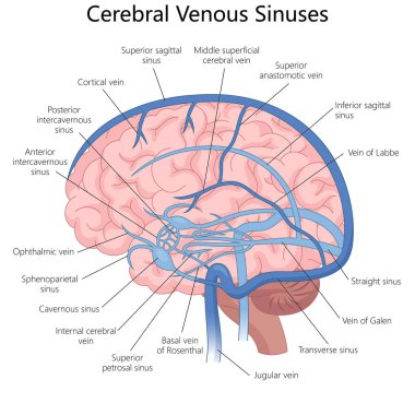 İnsan beynindeki serebral venöz sinüsler ve damarlar, tıbbi öğrenme ve anatomi çalışmaları için kullanışlı el çizimi şematik vektör çizimi. Tıp bilimi eğitimsel illüstrasyon