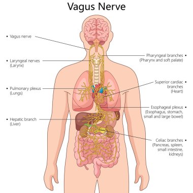 Vagus sinirleri ve dalları, beyni kalp, akciğer ve bağırsak gibi hayati organlara bağlıyor, el çizimi şematik vektör çizimi gibi. Tıp bilimi eğitimsel illüstrasyon