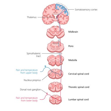 Spinothalamic yolu izlemek, ağrı ve sıcaklık sinyallerinin vücuttan omuriliğe oradan da beyin diyagramına oradan da şematik rasterlere nasıl geçtiğini göstermek. Tıp Bilimi Eğitimi