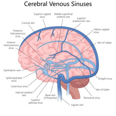 İnsan beynindeki serebral venöz sinüsler ve damarlar, tıbbi öğrenme ve anatomi çalışmaları için kullanışlı el yapımı şematik raster çizimi. Tıp bilimi eğitimsel illüstrasyon