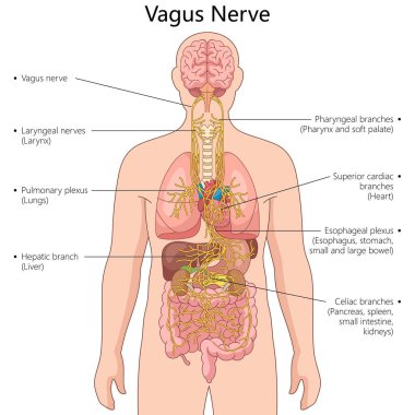 Vagus sinirleri ve dalları, beyni kalp, akciğerler ve bağırsak diyagramı gibi hayati organlara bağlıyor. Tıp bilimi eğitimsel illüstrasyon