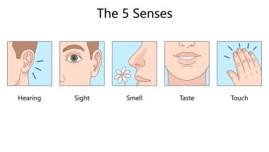 Beş insan duyusu. Duymak, görmek, koklamak, tatmak ve dokunmak. El çizimi şematik vektörü anlamak için net ve basit resimlerle çizilmiş. Tıp bilimi eğitimsel illüstrasyon