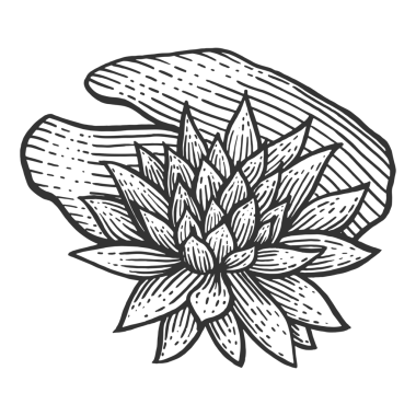 Nemfomalı nilüfer çiçeği eskizi, kabartma PNG çizimi. Tahta sitili taklit. Siyah beyaz el çizimi resim.