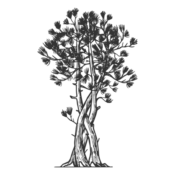 Bağlı çam ağacı çizimi, kabartmalı PNG çizimi. Tahta sitili taklit. El çizimi resim.