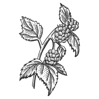 Ahududu bitkisi kabartması PNG çizimi. Tahta sitili taklit. Siyah beyaz el çizimi resim.