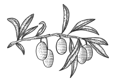 Zeytin dalı çizimi, kabartma PNG çizimi. Tahta sitili taklit. El çizimi resim.