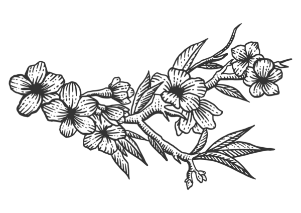 Kiraz çiçeği kabartmalı PNG çizimi. Tahta sitili taklit. El çizimi resim.