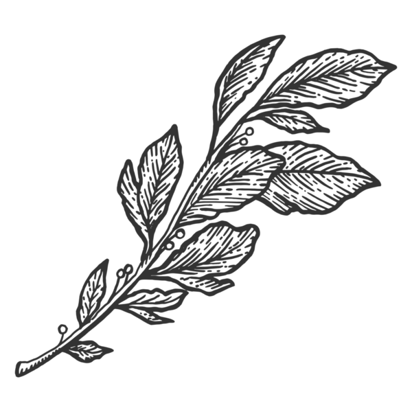 Laurel şubesi kabartma PNG çizimi. Tahta sitili taklit. El çizimi resim.
