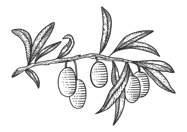Zeytin dalı çizimi, kabartma PNG çizimi. Tahta sitili taklit. El çizimi resim.