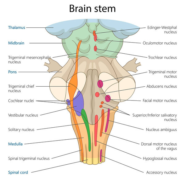 ствол головного мозга, включая таламус, поны, спинной мозг и связанные с ним ядра черепного нерва диаграммы ручной работы схематической векторной иллюстрации. Образовательная иллюстрация