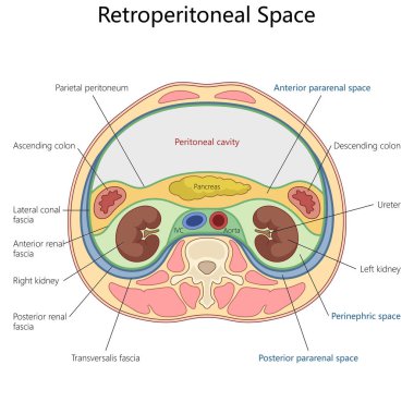 Böbrekleri, periton boşluğu, fasya katmanları ve abdominal organları olan retroperiton boşluğu elle çizilmiş şematik vektör çizimi. Tıp bilimi eğitimsel illüstrasyon