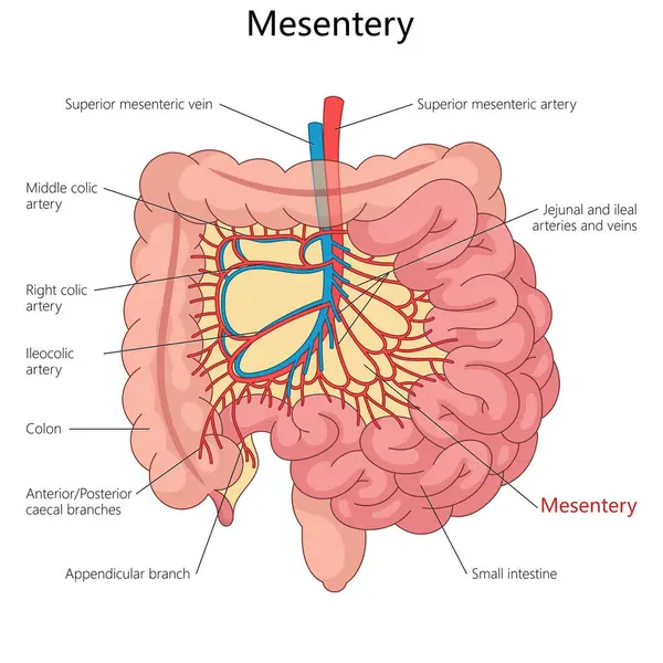 Mezanteri ve insan vücudundaki atardamarlar, damarlar, ince bağırsak ve kalın bağırsak bağlantıları elle çizilmiş şematik vektör çizimi. Tıp bilimi eğitimsel illüstrasyon