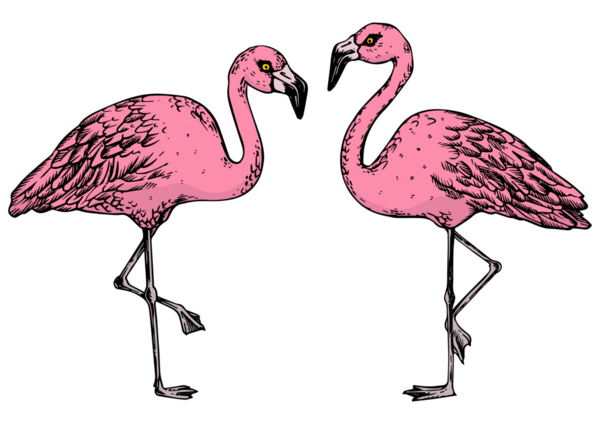 Flamingo kuş rengi çizimi PNG oymacılığı