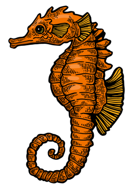 Deniz atı renginde kabartma PNG.