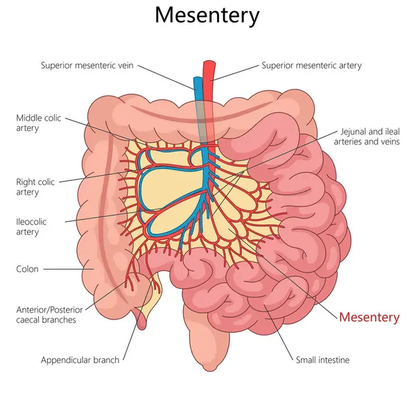 Mezanteri ve insan vücudundaki atardamarlar, damarlar, ince bağırsak ve kalın bağırsak bağlantıları şematik raster çizimleri çiziyor. Tıp bilimi eğitimsel illüstrasyon