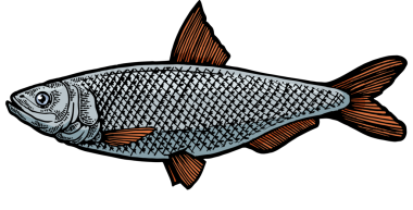 Ringa Clupea balığı kabartma PNG