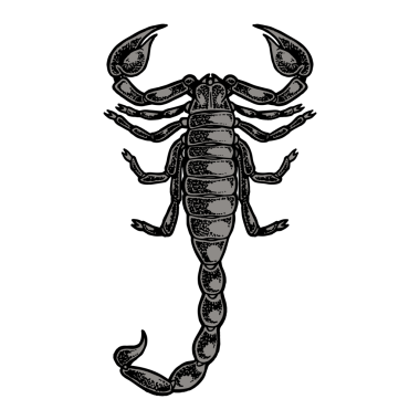 Akrep rengi çizim çizimi, PNG çizimi. Tahta sitili taklit. Siyah beyaz el çizimi resim.