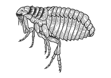 PNG illüstrasyon kabartmalı bit böcek çizimi. Tahta sitili taklit. Siyah beyaz el çizimi resim.