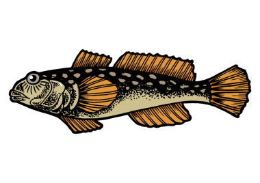 Goby balığı renginde kabartma PNG çizimi. Tişört giysisi baskı tasarımı. Tahta sitili taklit. Siyah beyaz el çizimi resim.