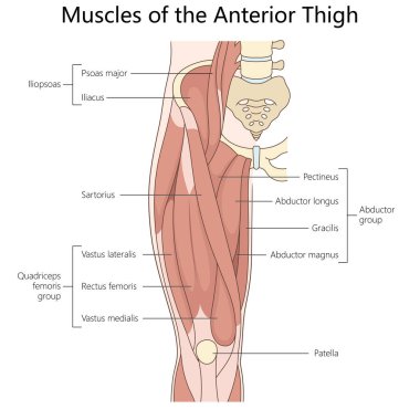 Anterior uyluk kasları. İnsan yapısı diyagramı. El çizimi şematik vektör çizimi. Tıp bilimi eğitimsel illüstrasyon
