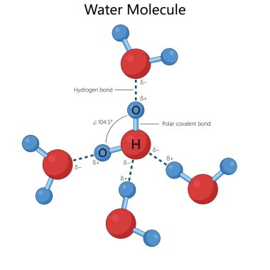 Su molekülü, kutup kovalent bağları, hidrojen bağları ve el çizimi şematik raster. Bilim Eğitimsel İllüstrasyon