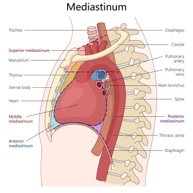 Mediastinum, bölümlerinin üst, orta, ön ve arka kısımlarını etiketli iç organlar ve yapılar ile el çizimi şematik raster çizimleri ile gösterir. Tıp Bilimi Eğitimi