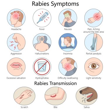 kuduz belirtileri ve virüsün çizikler, ısırıklar ve enfekte olmuş hayvanların tükürükleri sayesinde el yapısı şeması çizimleri ile nasıl yayıldığını. Tıp bilimi eğitimsel illüstrasyon