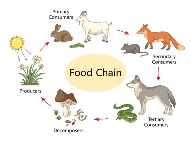 Üreticileri, tüketicileri ve ayrıştırıcıları olan besin zinciri, bilim öğrenmek veya biyoloji öğretmek için ideal el yapımı şematik vektör. Bilim Eğitimsel İllüstrasyon