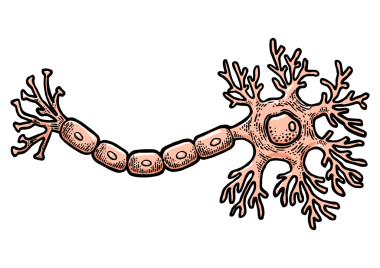 Beyin şematik vintage çiziminin insan nöron sinir hücresi PNG çizimi. Tişört giysisi baskısı tasarımı. Tahta sitili taklit. Siyah beyaz el çizimi resim.