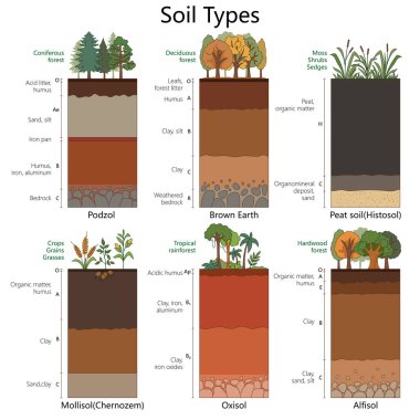 Podzol, Mollisol, Oxisol ve daha fazla diyagram el çizimi şematik vektörü içeren etiketli katman, bitki örtüsü ve özelliklere sahip toprak türleri. Bilim Eğitimsel İllüstrasyon
