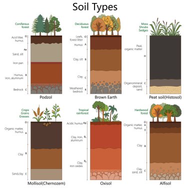 Podzol, Mollisol, Oxisol ve daha fazla diyagram çizimi içeren katmanlı toprak tipleri, bitki örtüsü ve özellikleri. Bilim Eğitimsel İllüstrasyon
