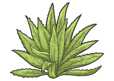 Agave bitki tekila malzemesi kabartması PNG çizimi. Tişört giysisi baskısı tasarımı. Çizik tahtası taklidi. Siyah beyaz el çizimi resim.