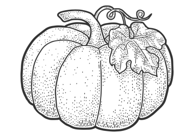 Kabak meyvesi çizimi, PNG çizimi. Tişört giysisi baskısı tasarımı. Çizik tahtası taklidi. Siyah beyaz el çizimi resim.