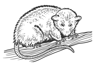 Opossum hayvan çizimi, kabartma PNG çizimi. Tişört giysisi baskısı tasarımı. Çizik tahtası taklidi. Siyah beyaz el çizimi resim.