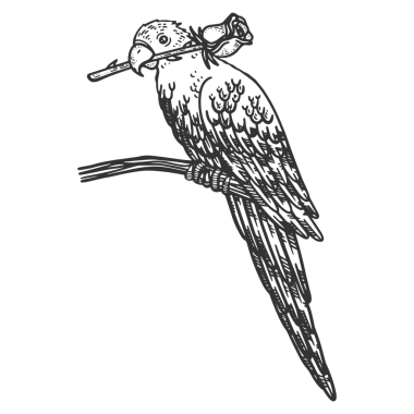 Gagasında gül çiçeği olan papağan kuşu kabartma PNG çizimi. Tişört giysisi baskısı tasarımı. Tahta sitili taklit. El çizimi resim.