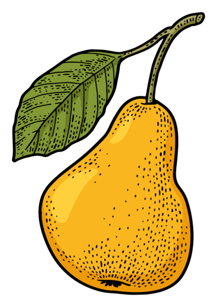 Armut meyvesi çizimi PNG illüstrasyonu