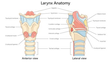 Gırtlak, kıkırdaklar, bağlar, kıvrımlar, kaslar, zar yapısı şematik raster çizimleriyle ön ve yanal görüntüler gösteriyor. Tıp bilimi eğitimsel illüstrasyon